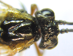 Strongylogaster baikalensis