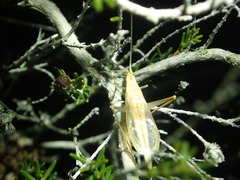 Oecanthus dulcisonans