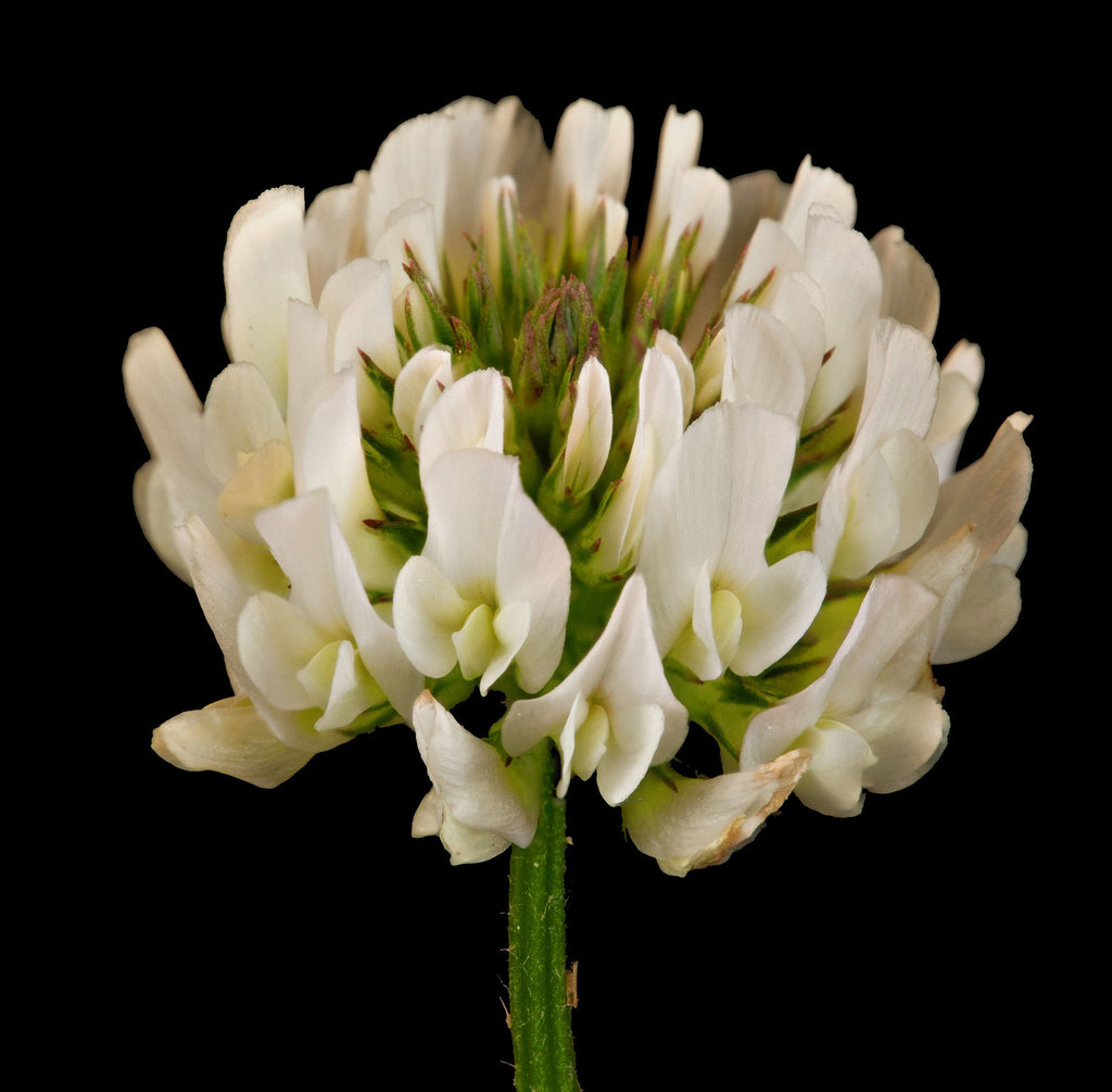 white clover (Vascular Plants of Lost Cove Farm) · iNaturalist