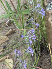 Ipomopsis multiflora