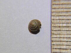 Euconulus