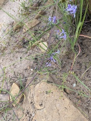 Ipomopsis multiflora