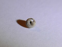 Euconulus