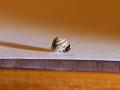 Euconulus