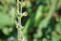 Exomalopsis