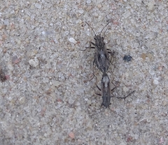 Ortholomus punctipennis