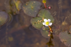 Caltha natans