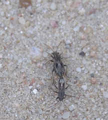 Ortholomus punctipennis