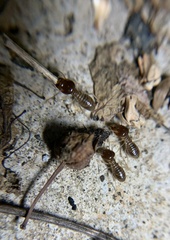 Macrotermes annandalei
