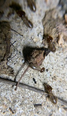 Macrotermes annandalei