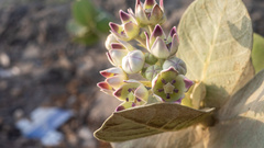 Calotropis procera