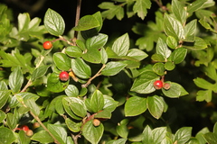 Cotoneaster dielsianus