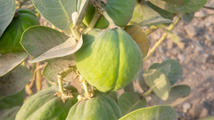Calotropis procera