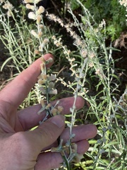 Pterocaulon virgatum