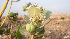 Calotropis procera