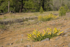 Astragalus penduliflorus