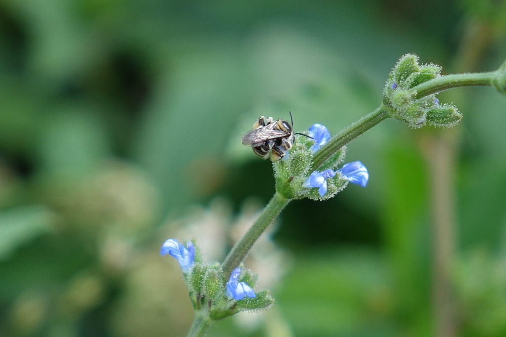 Exomalopsis similis