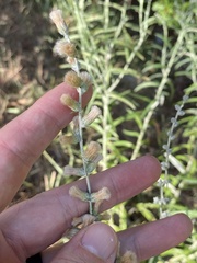 Pterocaulon virgatum