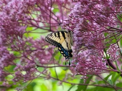 Papilio glaucus