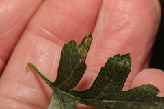 Phyllonorycter oxyacanthae