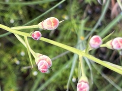 Brachystigma wrightii