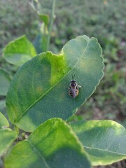 Exomalopsis