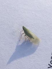 Rhynchomitra lingula