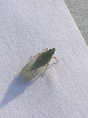 Rhynchomitra lingula
