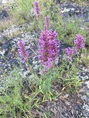 Agastache pallidiflora