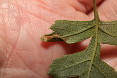 Phyllonorycter oxyacanthae