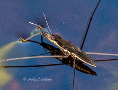 Aquarius nebularis