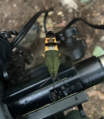 Atemnora westermannii