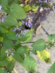 Bombus lapidarius