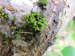 Ulota crispa