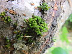 Ulota crispa