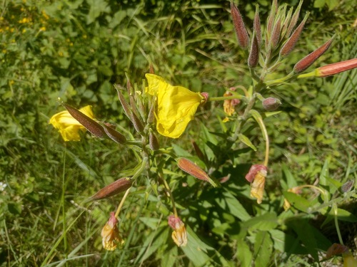 Crvenolapa pupoljka (Oenothera glazioviana)