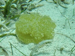 Cassiopea frondosa