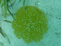 Cassiopea frondosa
