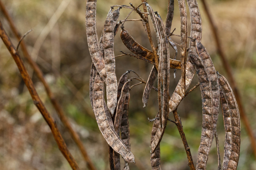 senna hebecarpa seed pods