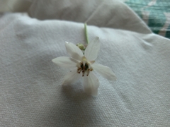 Angiospermae