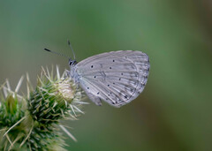 Celastrina lavendularis