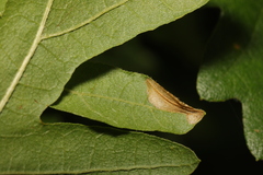 Phyllonorycter messaniella