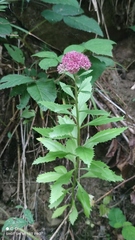 Hylotelephium telephium fabaria