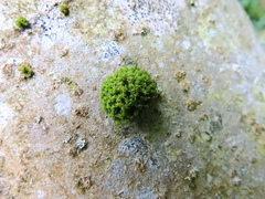 Ulota crispa