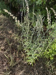 Pterocaulon virgatum