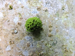 Ulota crispa