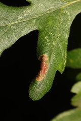Phyllonorycter messaniella
