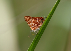 Cigaritis homeyeri