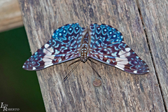 Hamadryas amphinome amphinome