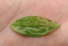 Liriomyza phloxiphaga